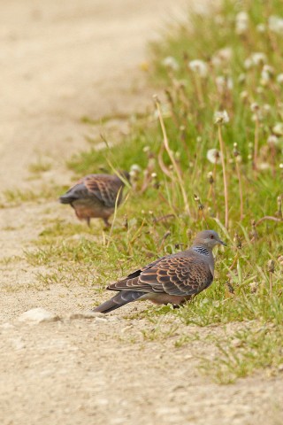 Большая горлица
Фотограф: VictorV
Oriental Turtle Dove
Просмотров: 1061
Комментариев: 0