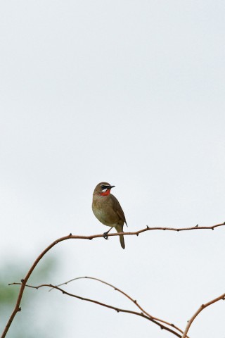 Соловей-красношейка
Фотограф: VictorV
Siberian Rubythroat
Просмотров: 1004
Комментариев: 0