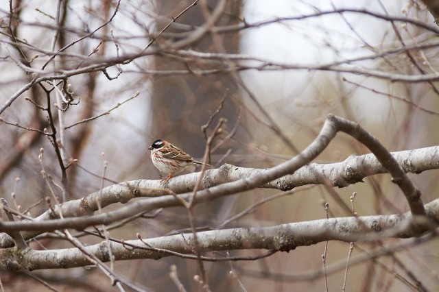 Овсянка-ремез, самец
Фотограф: VictorV
Rustic Bunting, male
Просмотров: 566
Комментариев: 0