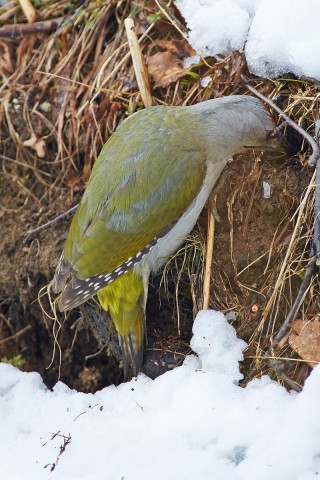 Дятел - землекоп ))
Фотограф: VictorV
Grey-headed Woodpecker
Просмотров: 538
Комментариев: 0