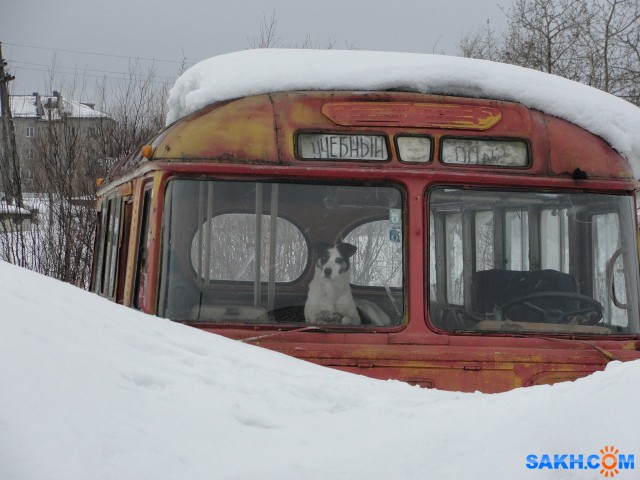 DSC02476
Третья суббота августа - Всемирный день бездомных животных.
Просмотров: 3797
Комментариев: 0