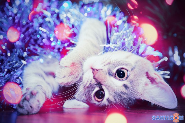С наступающим годом кота!!!
