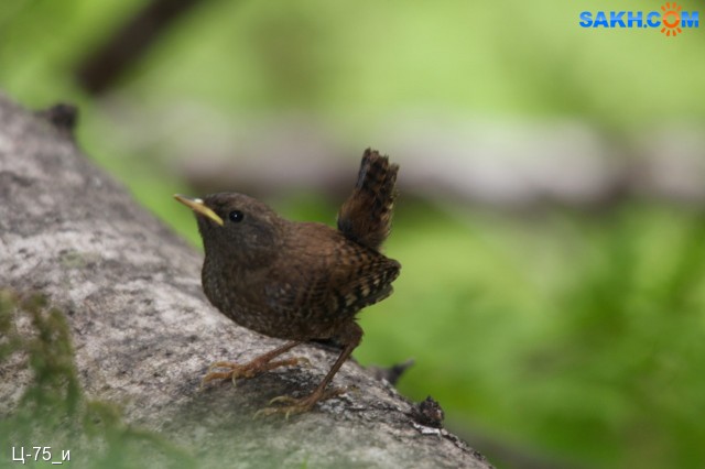 Крапивник, слеточек.
Troglodytidae
Просмотров: 727
Комментариев: 2