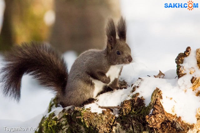 Милота!
Фотограф: Tsygankov Yuriy

Просмотров: 343
Комментариев: 1