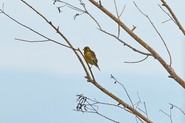 Китайская зеленушка
Фотограф: VictorV
Grey-capped Greenfinch
Просмотров: 446
Комментариев: 0