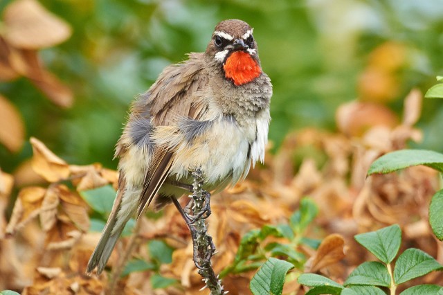 Siberian Rubythroat
Фотограф: VictorV
Соловей-красношейка
Просмотров: 774
Комментариев: 2
