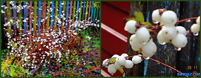 MyCollages
Снежноягодник.

Просмотров: 128
Комментариев: 0