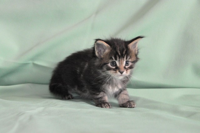 недельные котята. маленький котенок. черный котенок. котята один месяц. маленький котенок 1 месяц.