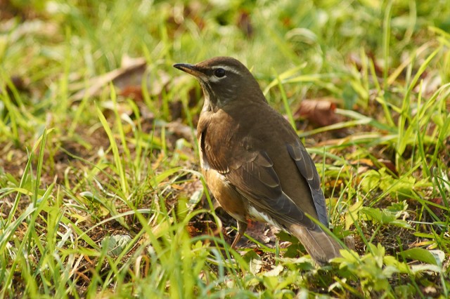 Оливковый дрозд
Фотограф: VictorV
Eyebrowed Thrush
Просмотров: 527
Комментариев: 2