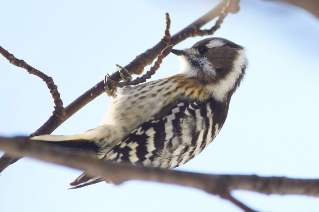 _DSC5927
Фотограф: VictorV
Japanese Pygmy Woodpecker

Просмотров: 462
Комментариев: 2