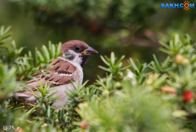 Passer montanus
Ух, красавчик!
Просмотров: 618
Комментариев: 0