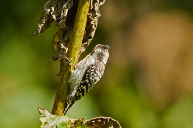 Japanese Pygmy Woodpecker
Фотограф: VictorV
Малый острокрылый дятел, самец

Просмотров: 617
Комментариев: 3
