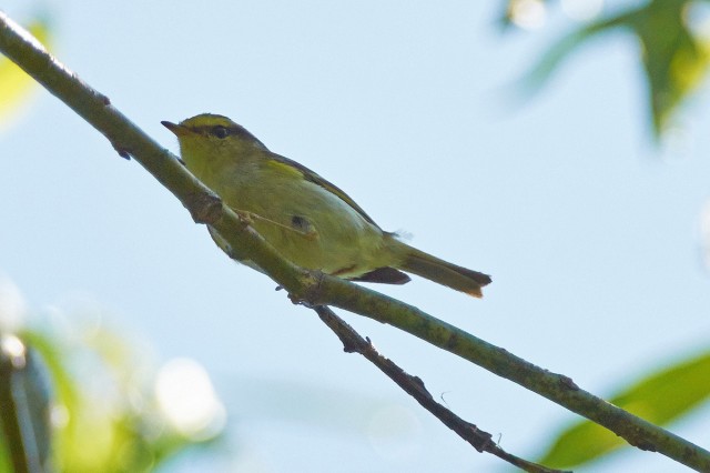 Корольковая пеночка
Фотограф: VictorV
Pallas's Leaf Warbler
Просмотров: 714
Комментариев: 0