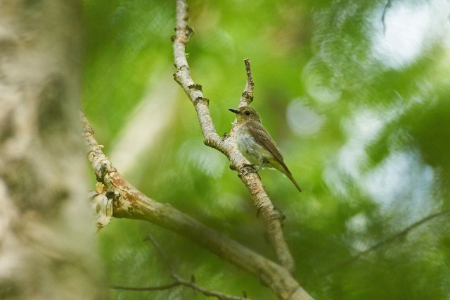 Японская мухоловка, самка
Фотограф: VictorV
Narcissus Flycatcher, female

Просмотров: 410
Комментариев: 0
