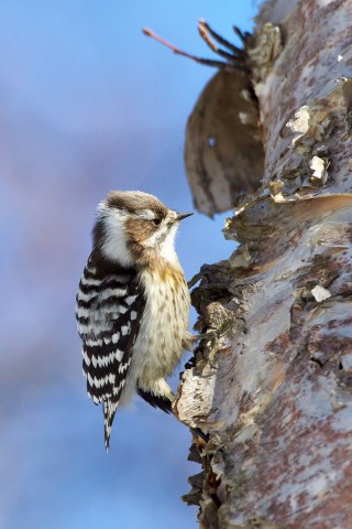 Малый острокрылый дятел
Фотограф: VictorV
Japanese Pygmy Woodpecker

Просмотров: 1350
Комментариев: 3