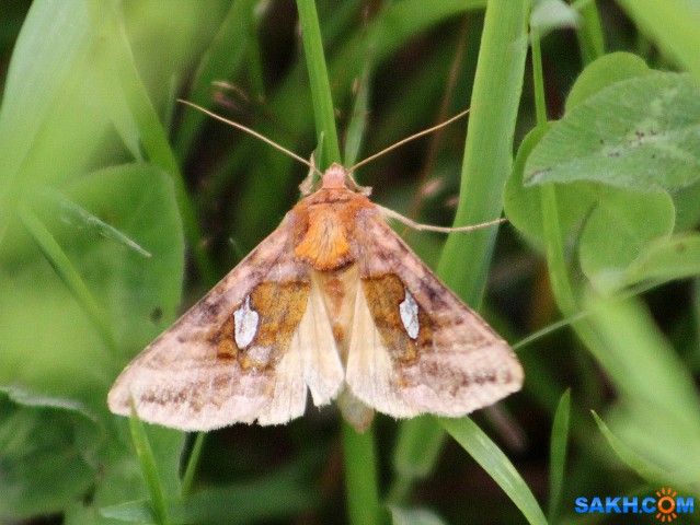Autographa excelsa

Просмотров: 599
Комментариев: 0