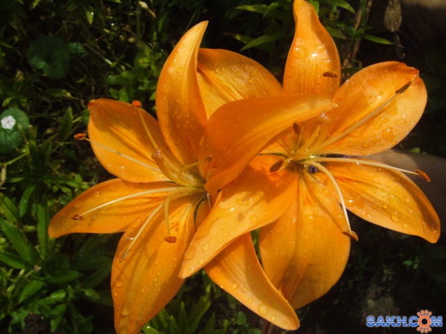 Лилия оранжевая
