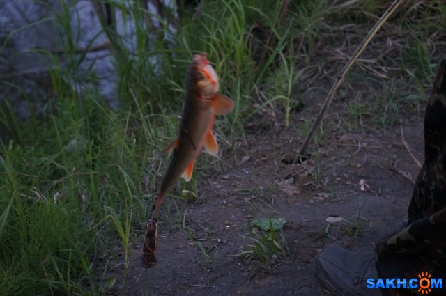 Случайная рыбалка, закинули - каак давай клевать.
Фотограф: vikirin

Просмотров: 1513
Комментариев: 0