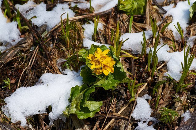 Цветёт, невзирая на снег )
Фотограф: VictorV

Просмотров: 521
Комментариев: 0
