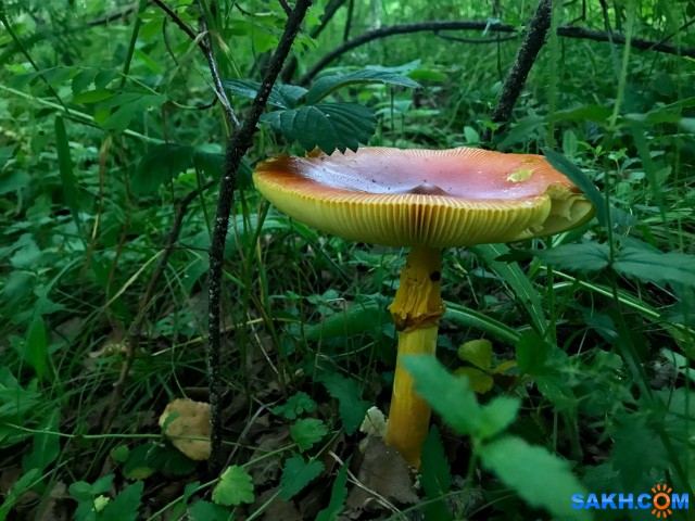 кесарев гриб дальневосточный
Фотограф: Tsygankov Yuriy

Просмотров: 432
Комментариев: 0