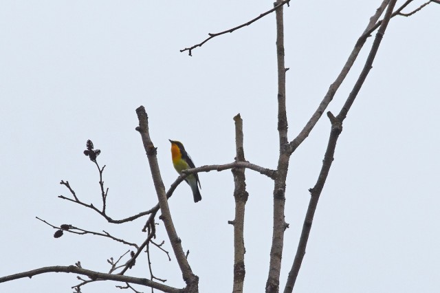 Японская мухоловка
Фотограф: VictorV
Narcissus Flycatcher
Просмотров: 562
Комментариев: 0