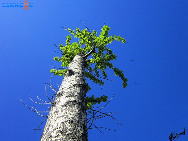 Деревья (Сильная штука жизнь)
Фотограф: alexei1903

Просмотров: 2160
Комментариев: 0
