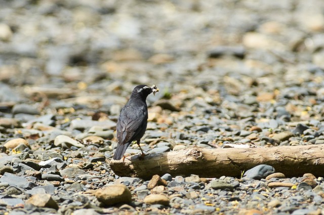 Сибирский дрозд
Фотограф: VictorV
Siberian Thrush
Просмотров: 807
Комментариев: 0