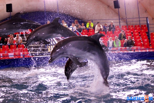Дельфины - это восторг...
Фотограф: vikirin

Просмотров: 1156
Комментариев: 0