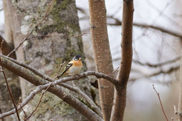 Юрок
Фотограф: VictorV
Brambling
Просмотров: 491
Комментариев: 0