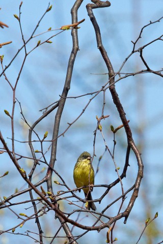 Седоголовая овсянка
Фотограф: VictorV
Black-faced Bunting
Просмотров: 857
Комментариев: 2