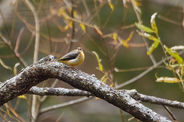 Grey Wagtail
Фотограф: VictorV
Горная трясогузка
Просмотров: 424
Комментариев: 2