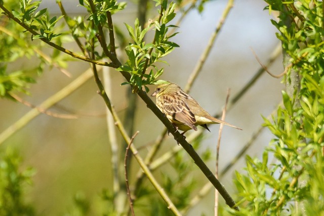 Седоголовая овсянка
Фотограф: VictorV
Black-faced Bunting
Просмотров: 559
Комментариев: 0