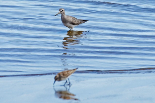 Сибирский пепельный улит
Фотограф: VictorV
Grey-tailed Tattler
Просмотров: 978
Комментариев: 0