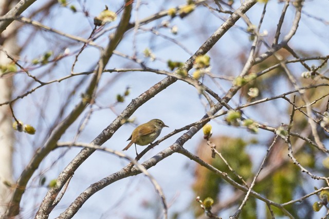 Japanese Bush-warbler
Фотограф: VictorV

Просмотров: 479
Комментариев: 0