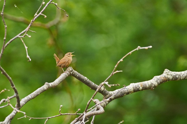 Крапивник
Фотограф: VictorV
Winter Wren
Просмотров: 374
Комментариев: 0