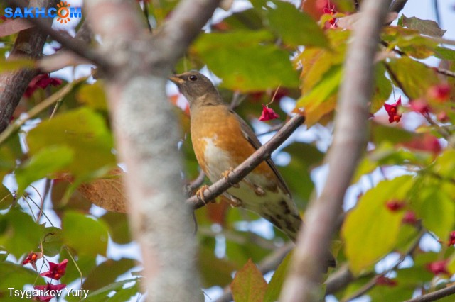 Turdus chrysolaus
Фотограф: Tsygankov Yuriy
Золотистый дрозд
Просмотров: 271
Комментариев: 0