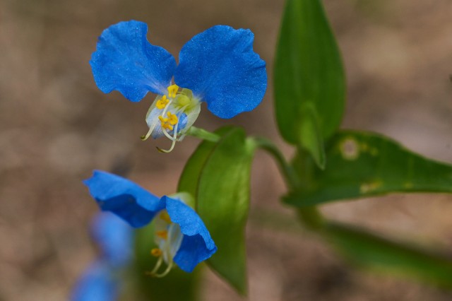 Cинеглазка обыкновенная
Фотограф: VictorV
Commelina communis

Просмотров: 405
Комментариев: 0