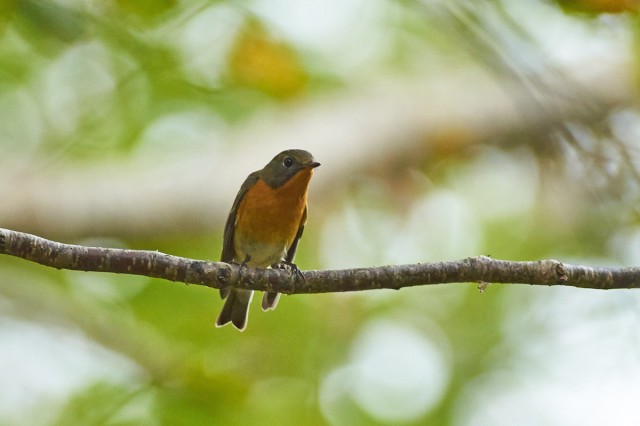 Таёжная мухоловка
Фотограф: VictorV
Mugimaki Flycatcher
Просмотров: 622
Комментариев: 2