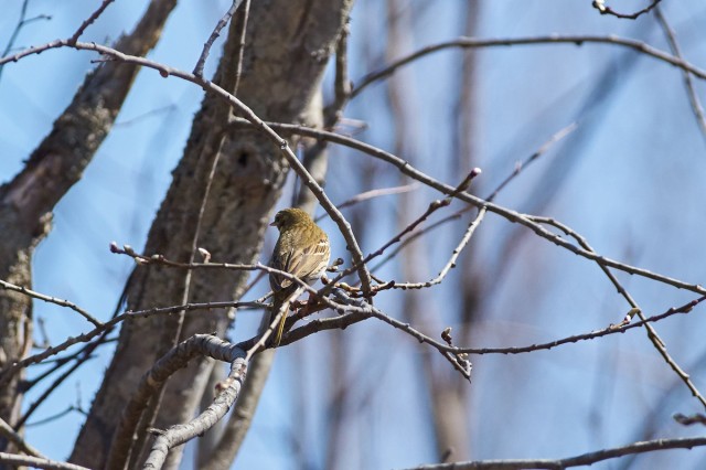 Пятнистый конёк
Фотограф: VictorV
Olive-backed Pipit
Просмотров: 458
Комментариев: 0