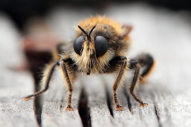 Laphria flava
Фотограф: VictorV
Хищник по имени "Ляфрия рыжая" (Laphria flava)
Просмотров: 1772
Комментариев: 6