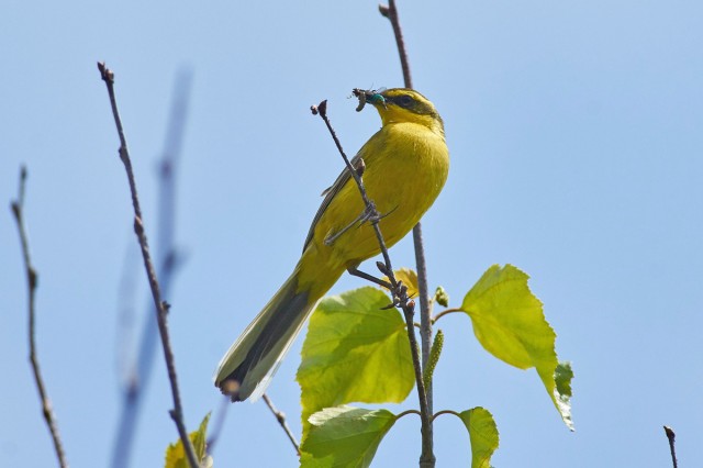 Зеленоголовая трясогузка
Фотограф: VictorV
Green-headed Wagtail
Просмотров: 571
Комментариев: 0