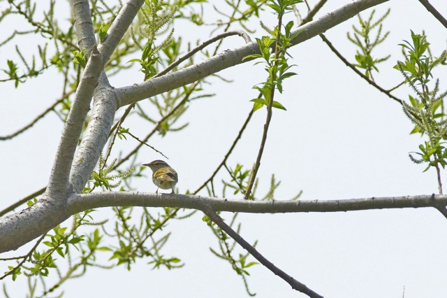 Сахалинская пеночка
Фотограф: VictorV
Sakhalin Leaf-warbler

Просмотров: 305
Комментариев: 0