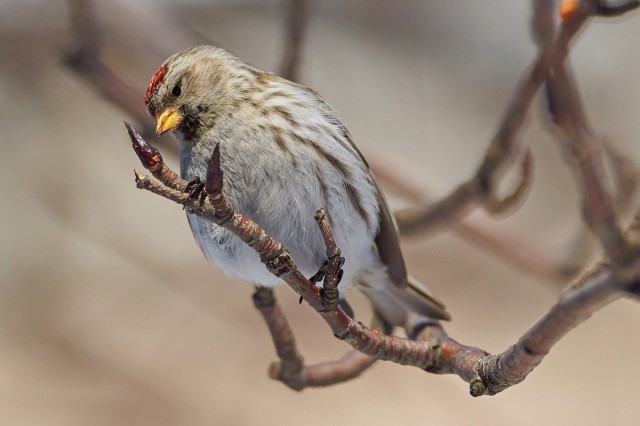 Чечетка
Фотограф: VictorV
Common Redpoll
Просмотров: 548
Комментариев: 0