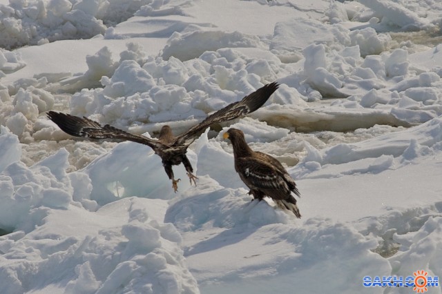 сахалинские птички...
Фотограф: Фил Лив

Просмотров: 869
Комментариев: 0