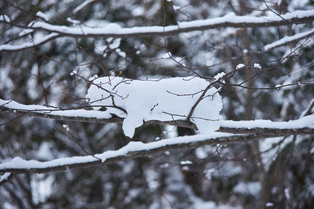 Снежный кот ))
Фотограф: VictorV

Просмотров: 643
Комментариев: 0