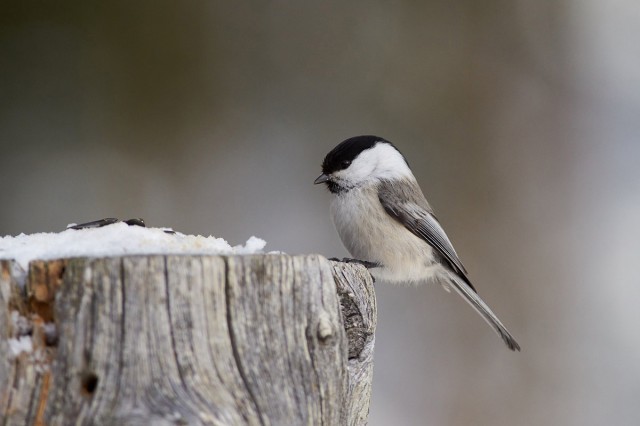 Пухляк
Фотограф: VictorV
Willow Tit
Просмотров: 503
Комментариев: 0