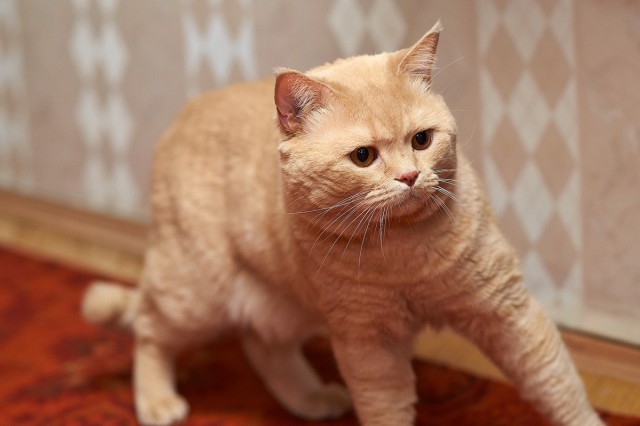 *
Фотограф: VictorV

Просмотров: 601
Комментариев: 0