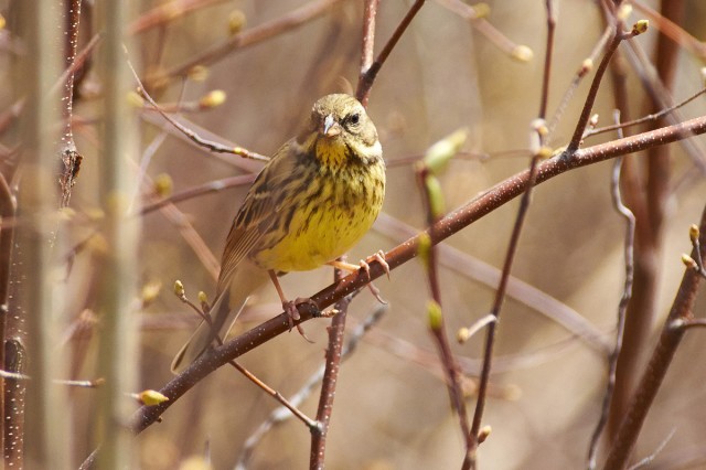 Black-faced Bunting
Фотограф: VictorV
Седоголовая овсянка
Просмотров: 667
Комментариев: 0