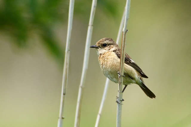 Черноголовый чекан
Фотограф: VictorV
Common Stonechat
Просмотров: 636
Комментариев: 0