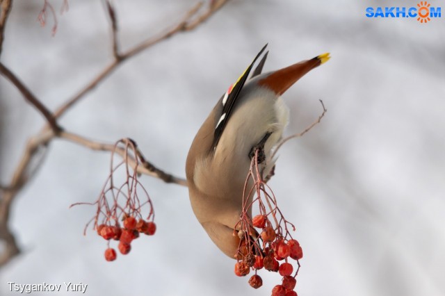 :)
Фотограф: Tsygankov Yuriy

Просмотров: 809
Комментариев: 0